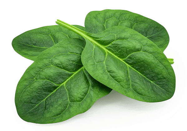 neurogenica™-ingredients-5